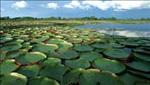 lily pads